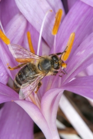 Herbst-Zeitlose (Colchicum autumnale)